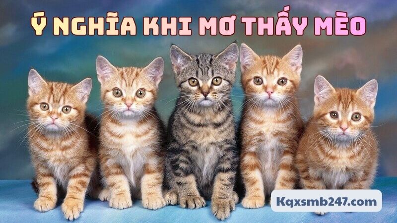 Mơ thấy mèo mang nhiều ý nghĩa khác nhau